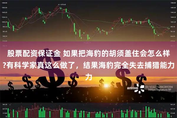 股票配资保证金 如果把海豹的胡须盖住会怎么样?有科学家真这么做了，结果海豹完全失去捕猎能力